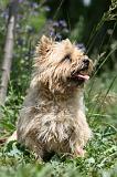 CAIRN TERRIER 578